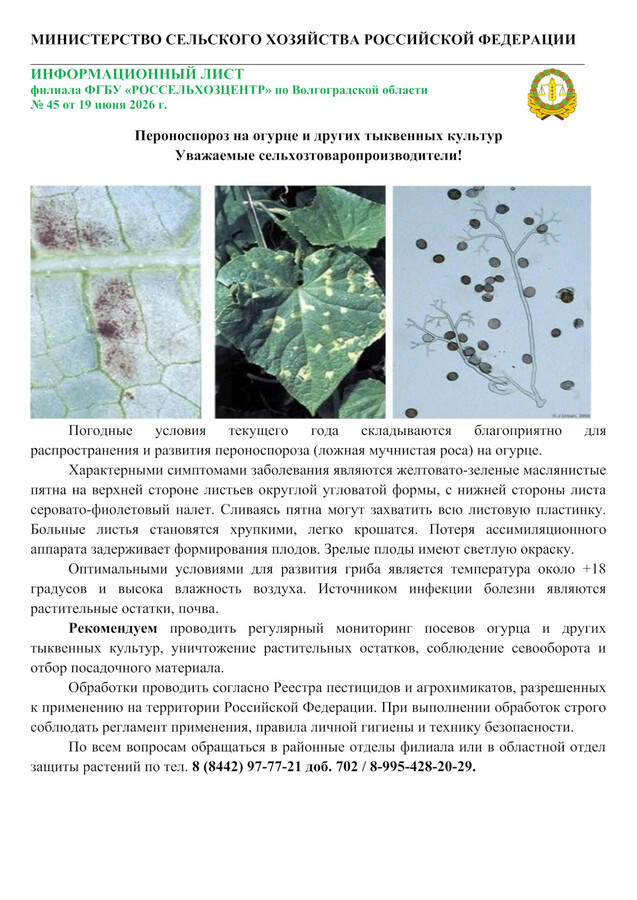 Пероноспороз на огурце и других тыквенных культур