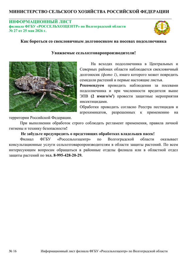 Как бороться со свекловичным долгоносиком на посевах подсолнечника