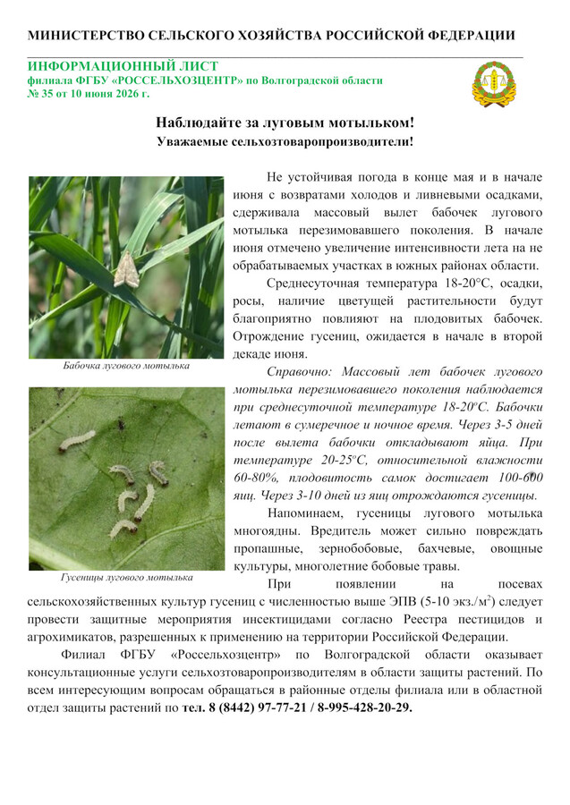 Наблюдайте за луговым мотыльком!