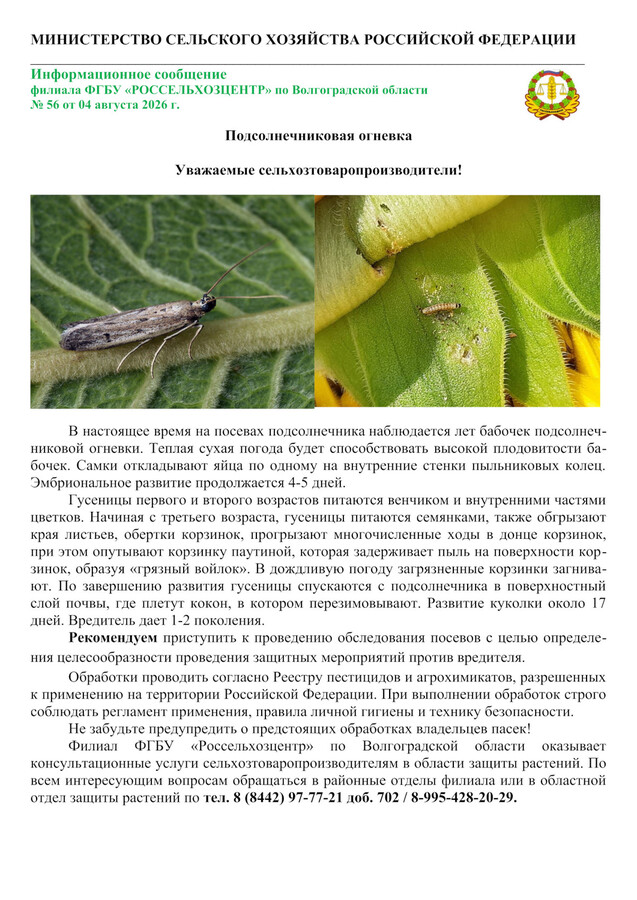 Подсолнечниковая огневка