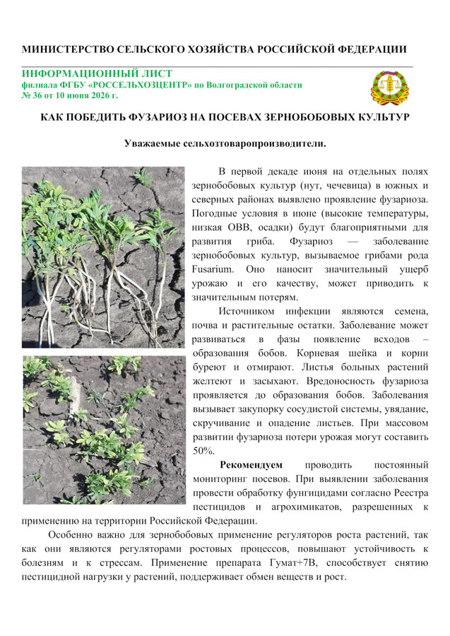 КАК ПОБЕДИТЬ ФУЗАРИОЗ НА ПОСЕВАХ ЗЕРНОБОБОВЫХ КУЛЬТУР