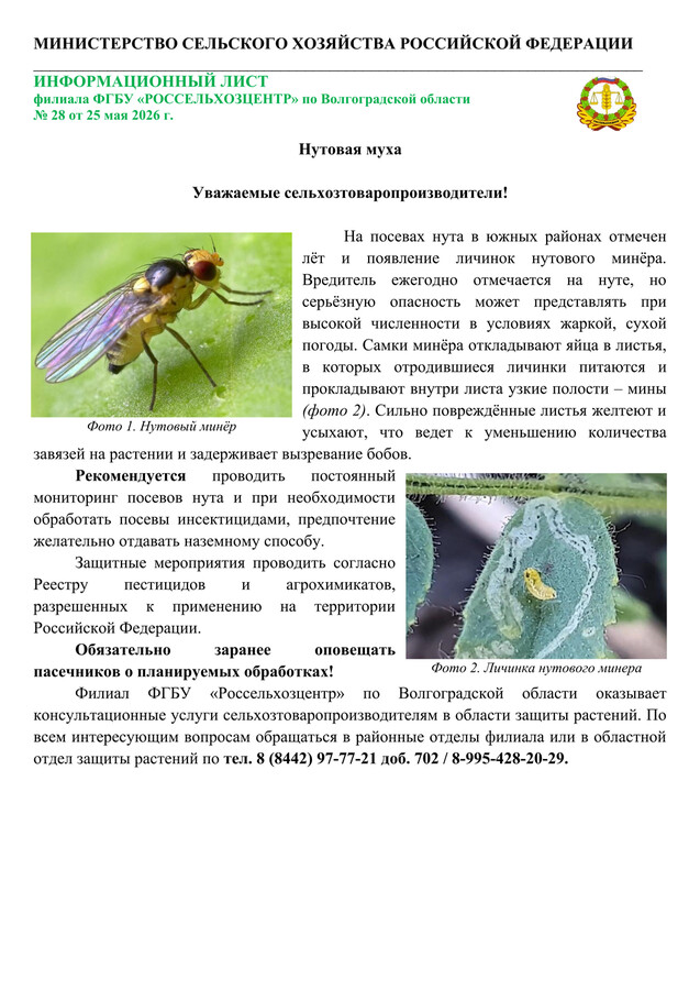 Нутовая муха